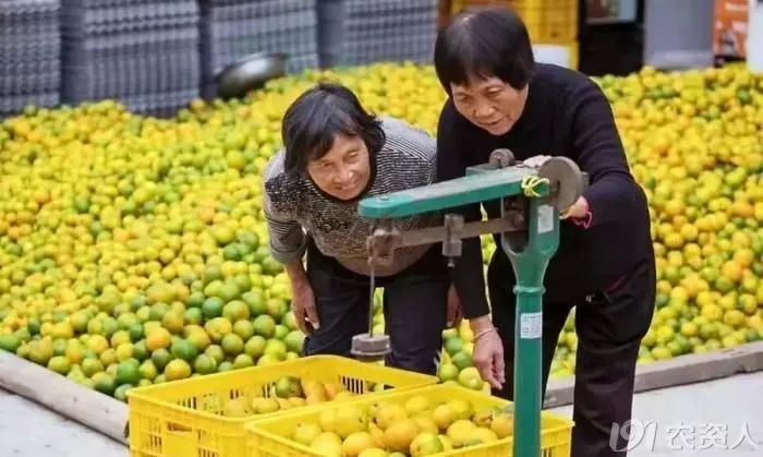 柑橘大混战怎么卖果,种植柑橘靠品质盈利谈何容易