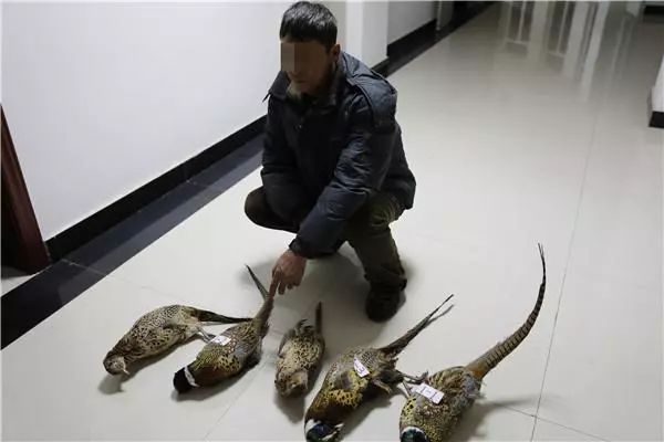 馋肉不想花钱买猪肉！俩男子竟然这样做