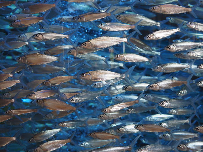 奥林巴斯em5一代拍摄效果,奥林巴斯em5mark3拍照样张