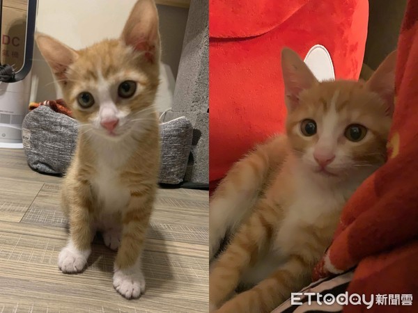 主子触发喵电感应哈气一整晚　对到眼秒大骂