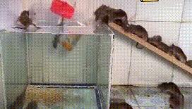 深圳罗湖灭鼠,除虫灭鼠深圳