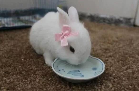 兔子喝水断肠而亡,为什么说兔子一喝水就会断肠