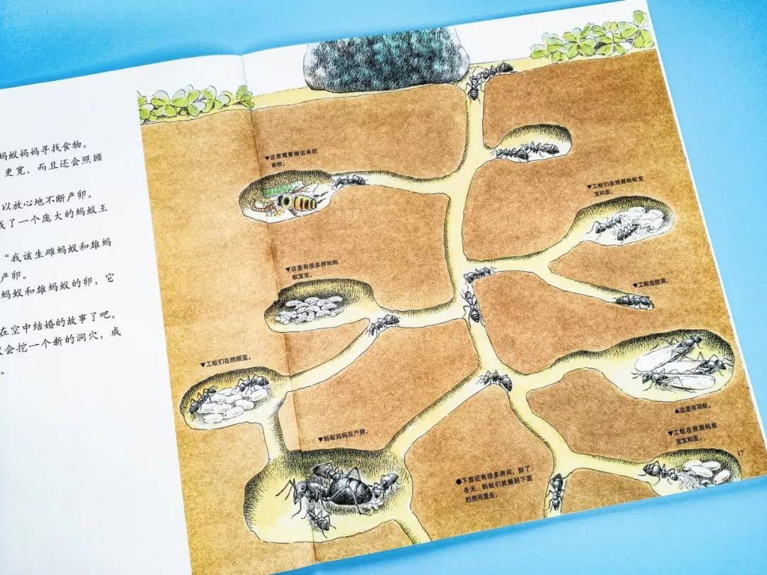成长必读法布尔昆虫记,法布尔昆虫记书分享