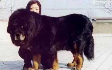 十大巨型犬种,10种大型犬