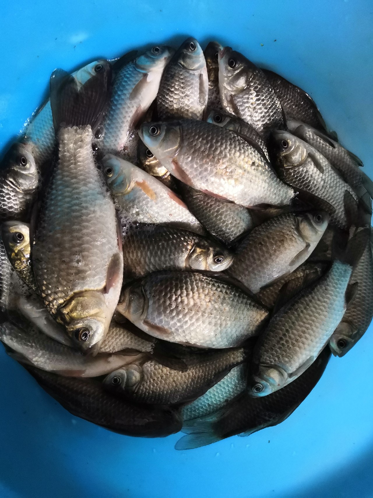 冬钓鲫鱼几号袖最合适,冬钓爆护非难事掌握技巧中鱼快