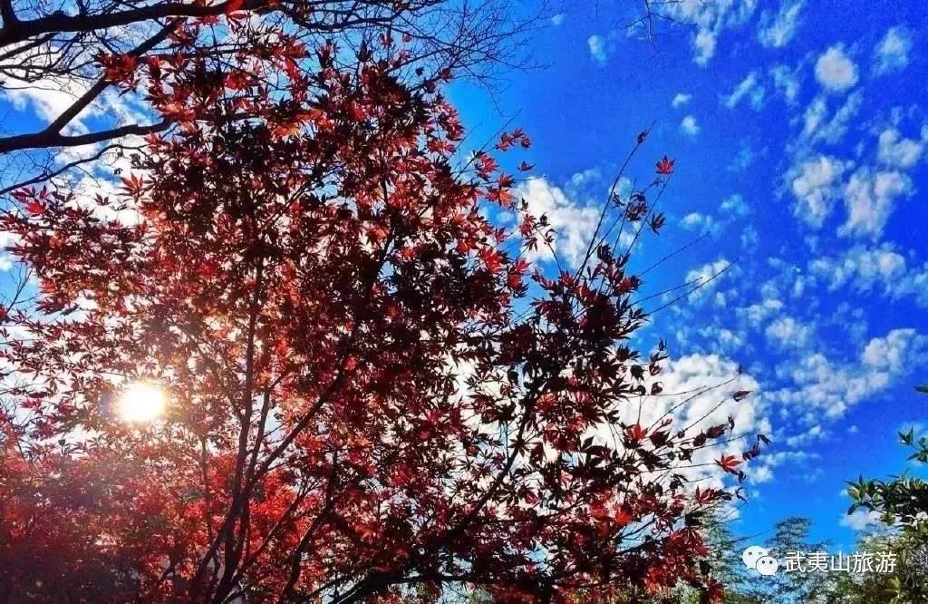 福建冬天风景最美的地方,福建冬季风景最美的地方