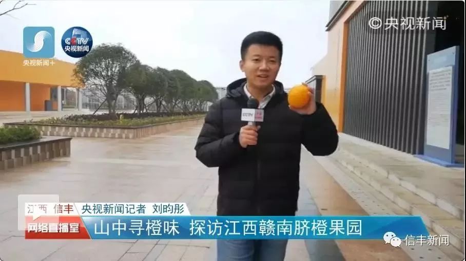 信丰脐橙和赣南脐橙,信丰脐橙第一橙