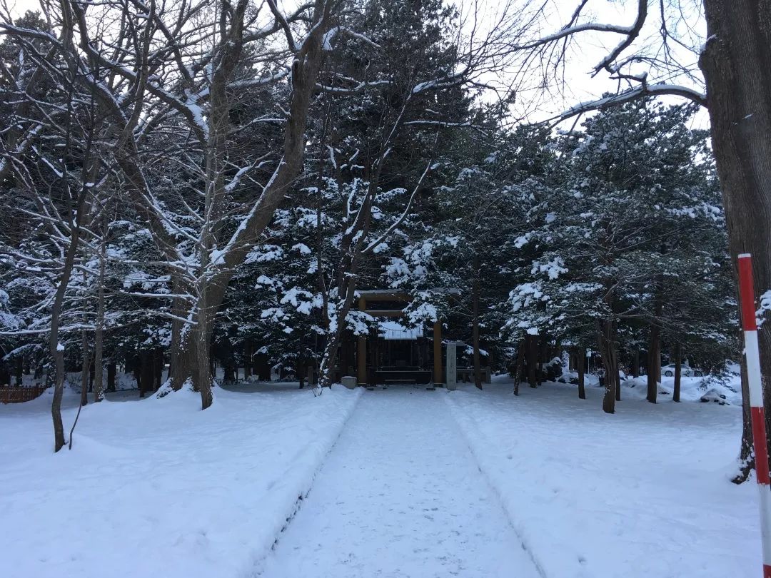 游记雪野湖作文,北海道游记