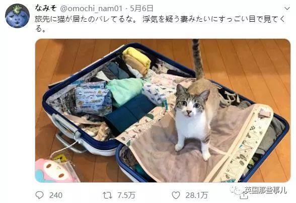 喵星人的日常图片大全,最好看的喵星人图片