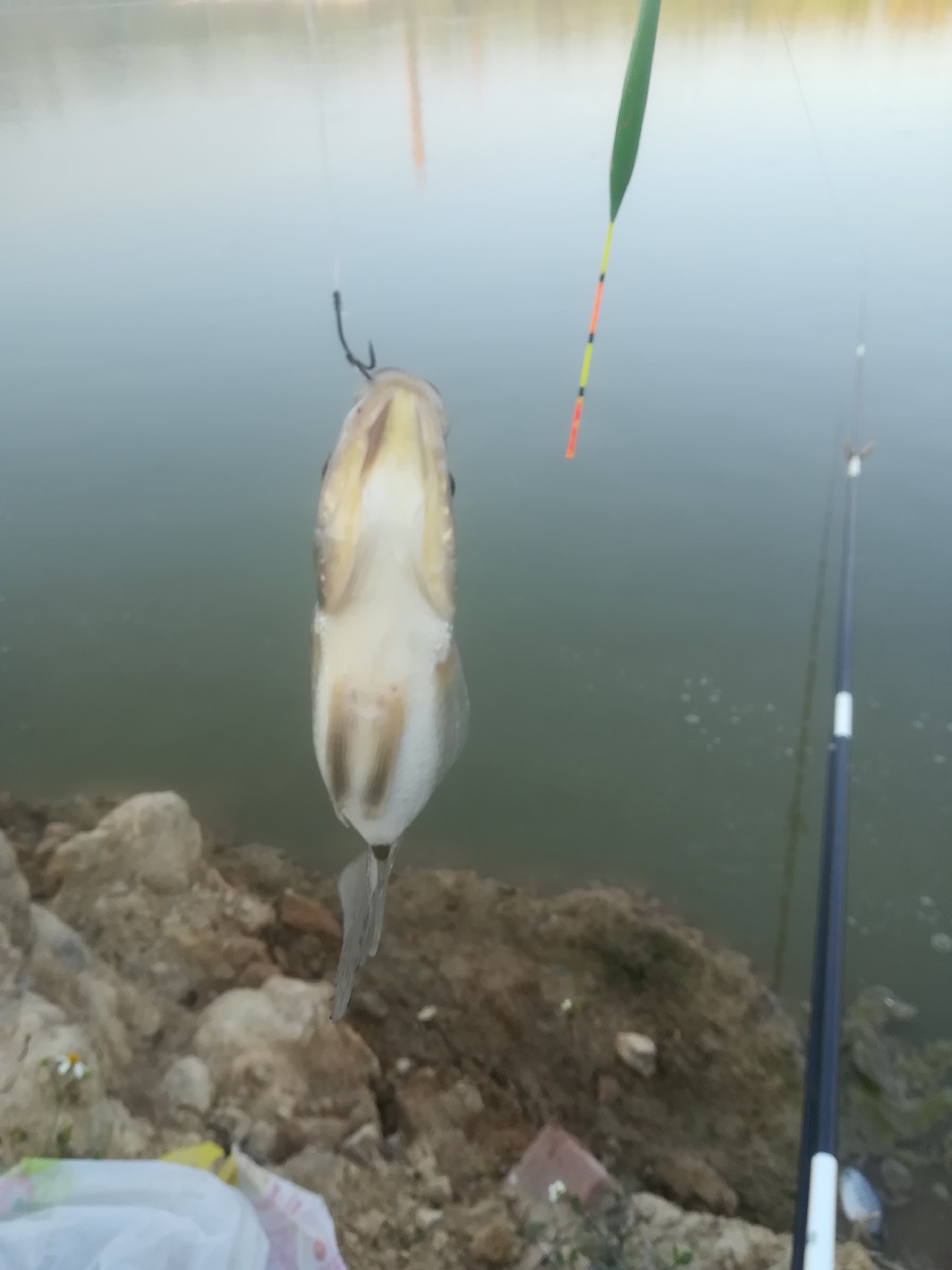 新手钓鱼选漂明白这几点,新手钓鱼从选钓竿开始