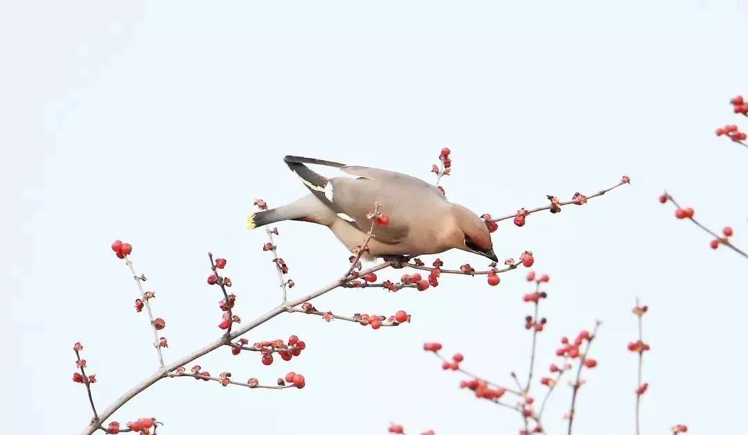 瞒不住了！昌平天空划过一群“小精灵”！可爱的那种！