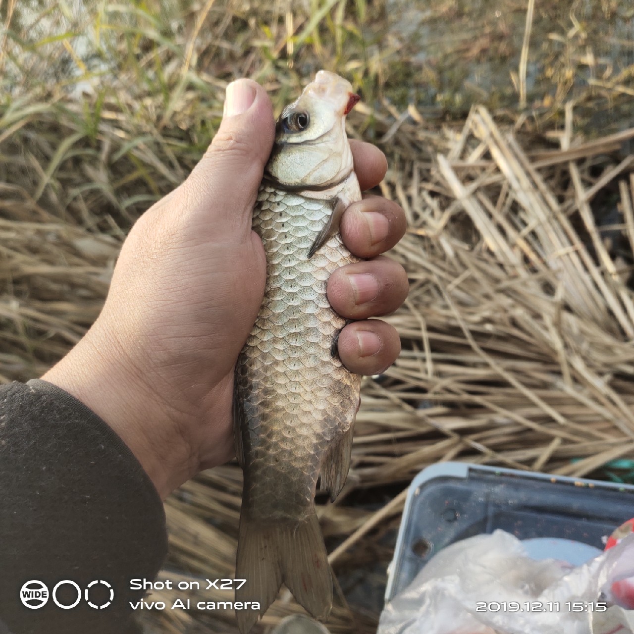 台钓鲫鱼教学,野钓芦苇多的地方鱼怎么样