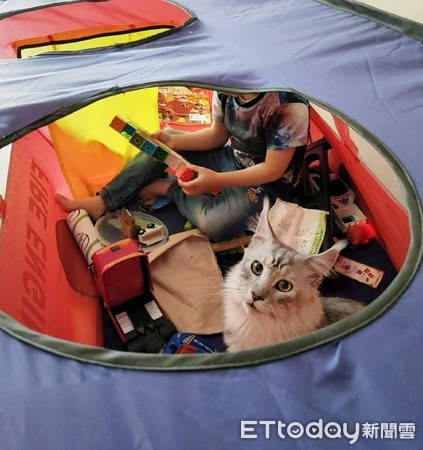 从欧洲带回「软萌小猫」1年后变超巨大！　妈傻眼：遇到诈骗？