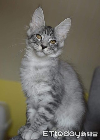 从欧洲带回「软萌小猫」1年后变超巨大！　妈傻眼：遇到诈骗？