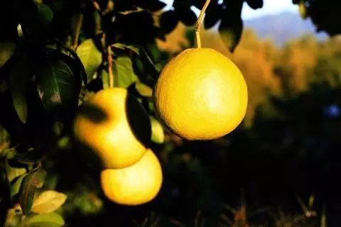 橘子柚子上火还是降火,柚子和橘子哪个可以去火