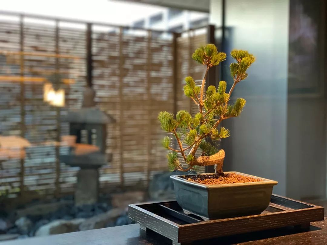 京都丽思当之无愧的亚洲旗舰,丽思京都