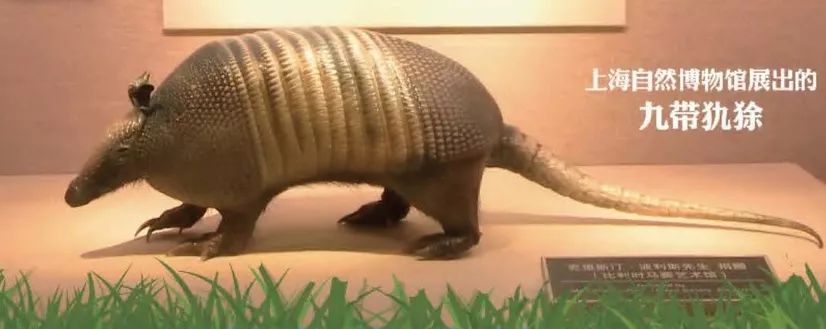 世界杯吉祥物福来哥超轻粘土,巴西世界杯吉祥物