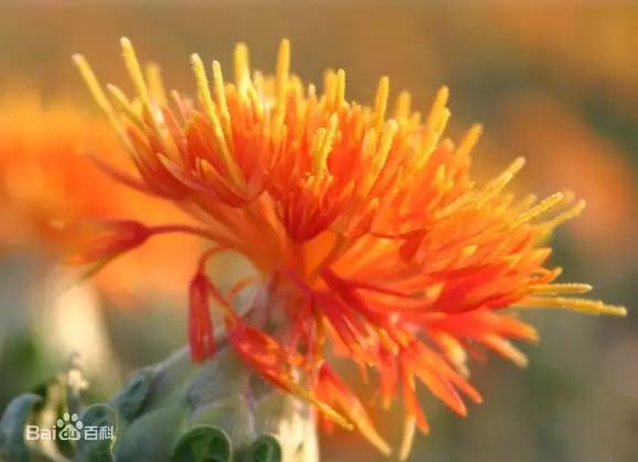 红花？西红花？傻傻分不清楚……这篇自白你一定要看