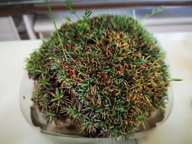 鍗冮噷閫佹俯鏆栫殑瑙嗛,鍗冮噷閫佹俯鏆栨叞闂殩浜哄績