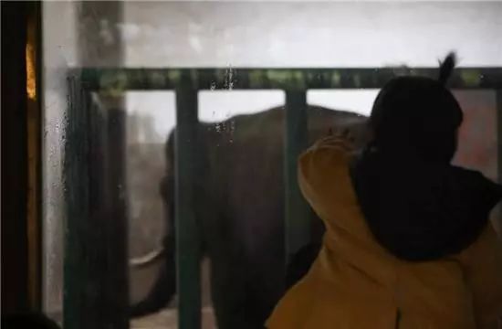 大象踩死驯养员官方通报,动物园回应大象踩死驯养员