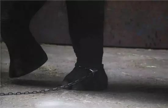 大象踩死驯养员官方通报,动物园回应大象踩死驯养员