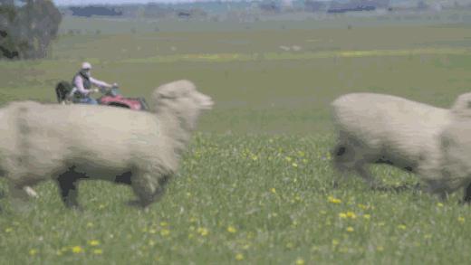 超黑科技“火山”被，薅光澳大利亚的羊毛，冷冬也能睡出“岩浆”热