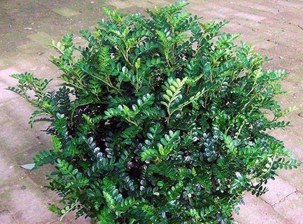 这3种花养在室内长得好,这3种绿植认真起来连细菌都害怕