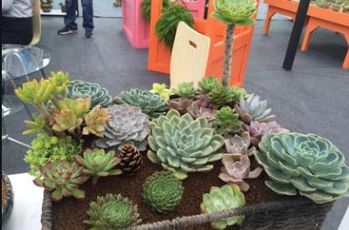 电商创富记花甲之年,电商卖多肉植物挣钱吗