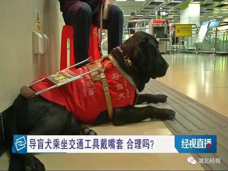 海底捞拒绝导盲犬进入,合肥海底捞导盲犬事件