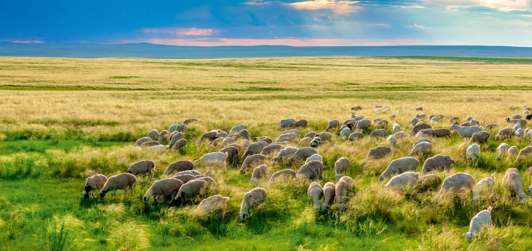 过年新鲜海鲜有哪些,中国人过年常吃什么