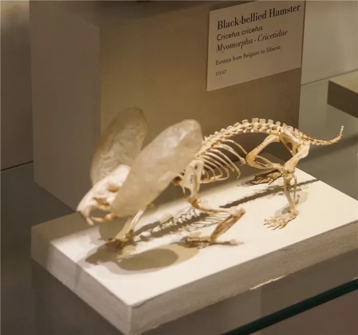 日推网友鼠年仓鼠腮帮子大赛，满屏圆滚滚毛茸茸敲可爱