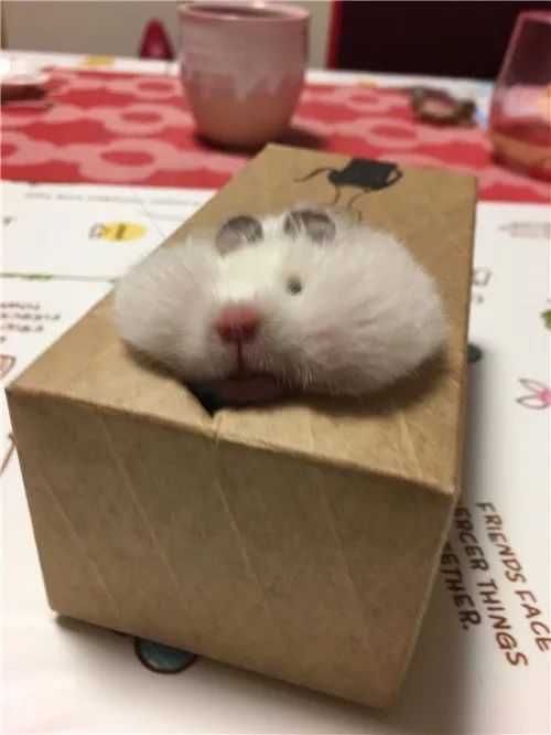 日推网友鼠年仓鼠腮帮子大赛，满屏圆滚滚毛茸茸敲可爱