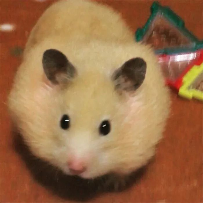 日推网友鼠年仓鼠腮帮子大赛，满屏圆滚滚毛茸茸敲可爱