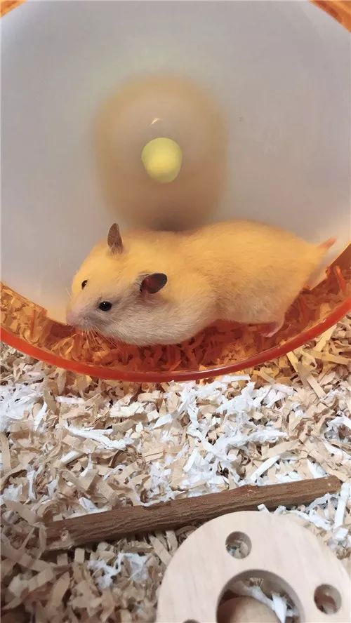 日推网友鼠年仓鼠腮帮子大赛，满屏圆滚滚毛茸茸敲可爱