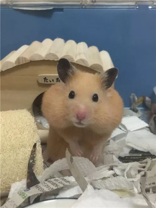 日推网友鼠年仓鼠腮帮子大赛，满屏圆滚滚毛茸茸敲可爱