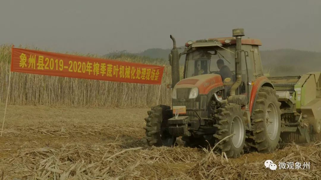 水稻秸秆不让烧怎么处理,甘蔗叶焚烧