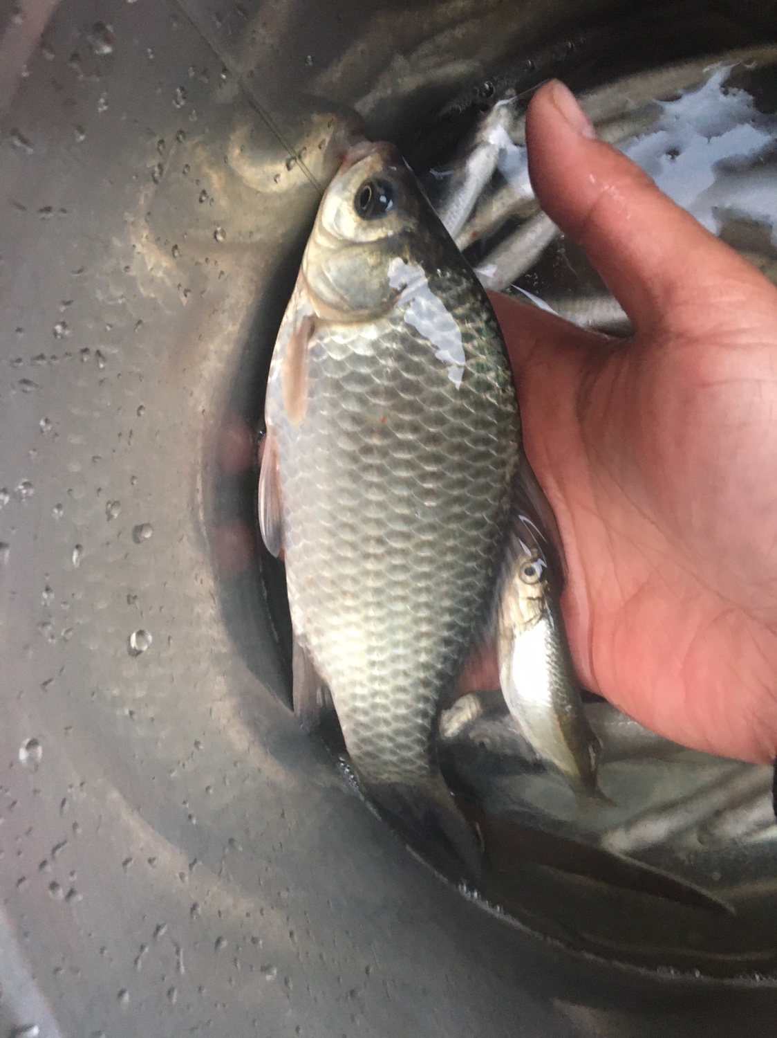 夏季小杂鱼闹窝怎么钓大板鲫,冬钓大板鲫如何避开小鱼