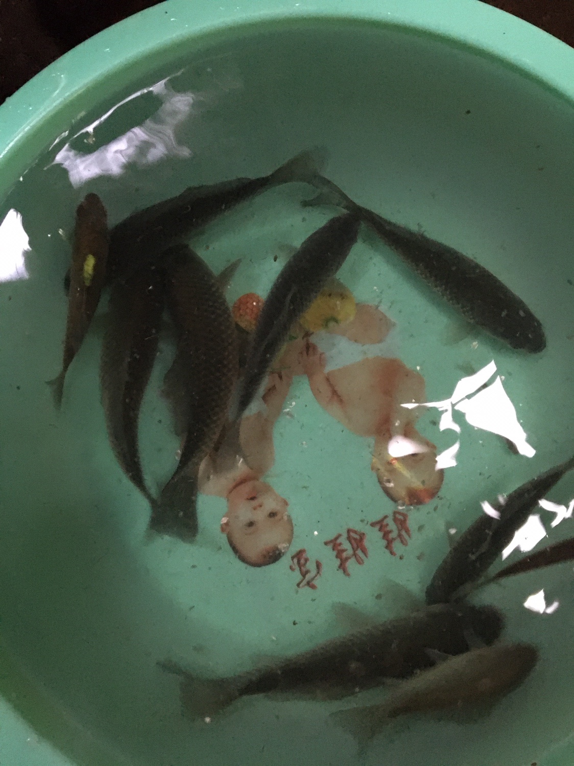 夏季小杂鱼闹窝怎么钓大板鲫,冬钓大板鲫如何避开小鱼