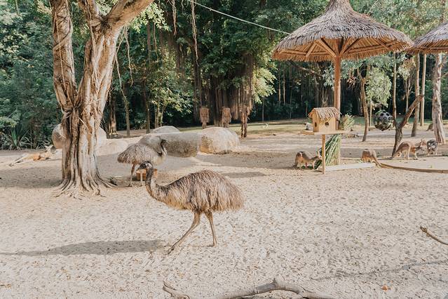 广州长隆野生动物世界旅游攻略,暖冬长隆3天2晚
