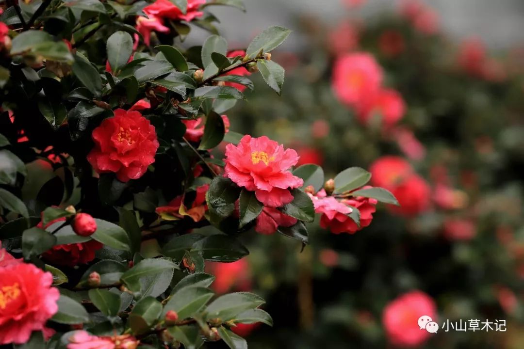 冬天里最美的茶梅,冬日里的茶梅