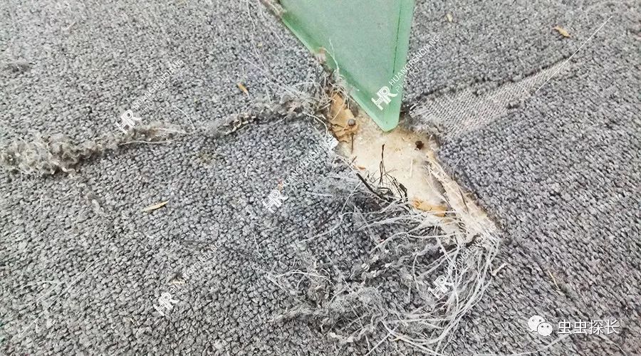 案例分析丨写字楼老鼠猖獗,如何抽丝剥茧破鼠害