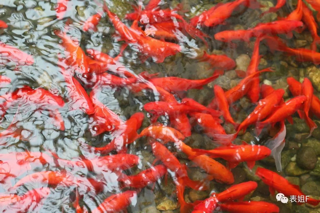 手表卡地亚和宝格丽哪个档次高,宝格丽手表和浪琴哪个好