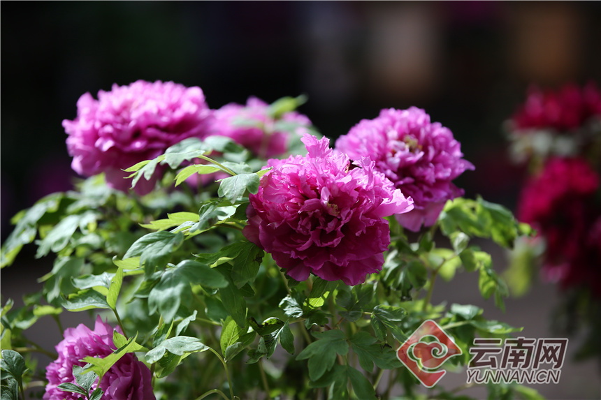 昆明昙华寺公园牡丹花开了吗,昙华寺公园牡丹开了吗