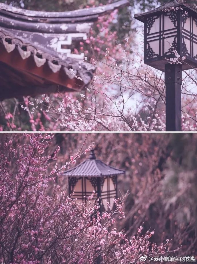 铜陵赏梅免费景点,赏梅去哪里旅游最好