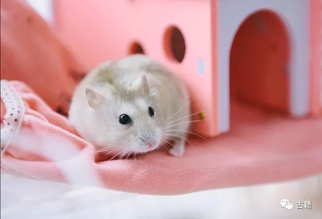 鼠年春晚说鼠,央视科普鼠年说鼠