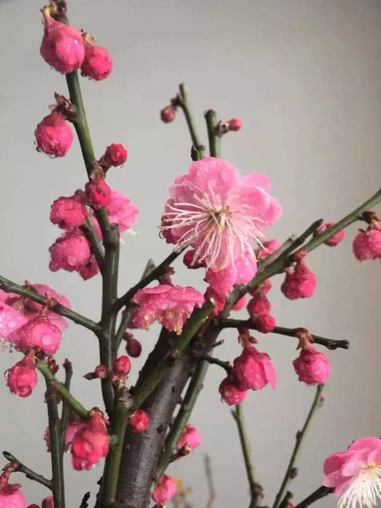 怎么养寒香梅,寒梅的养殖方法