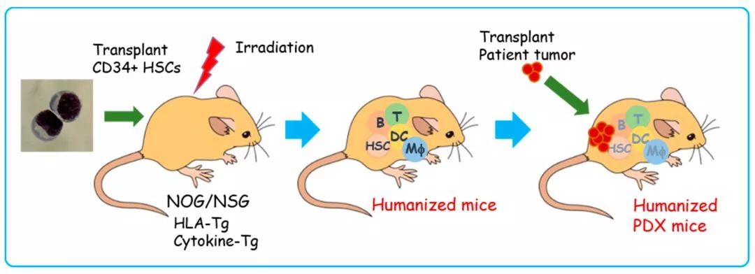 这个鼠年太难过了！再难，也不能没有鼠