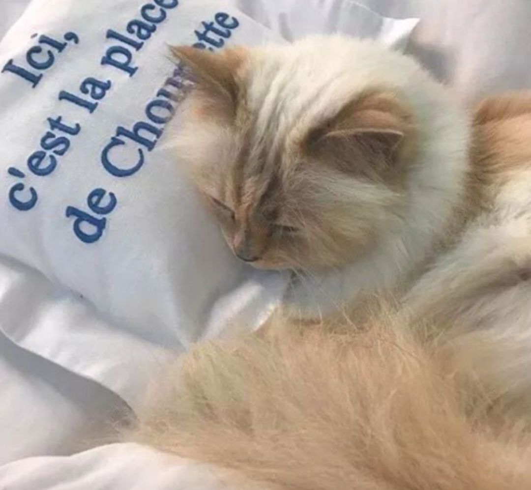 继承老佛爷遗产的猫怎么样了,老佛爷的猫咪现在怎么样了