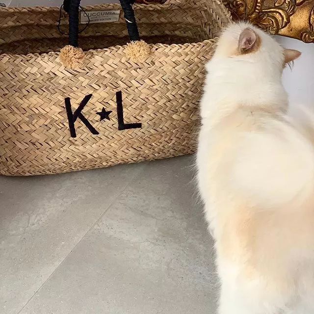 继承老佛爷遗产的猫怎么样了,老佛爷的猫咪现在怎么样了