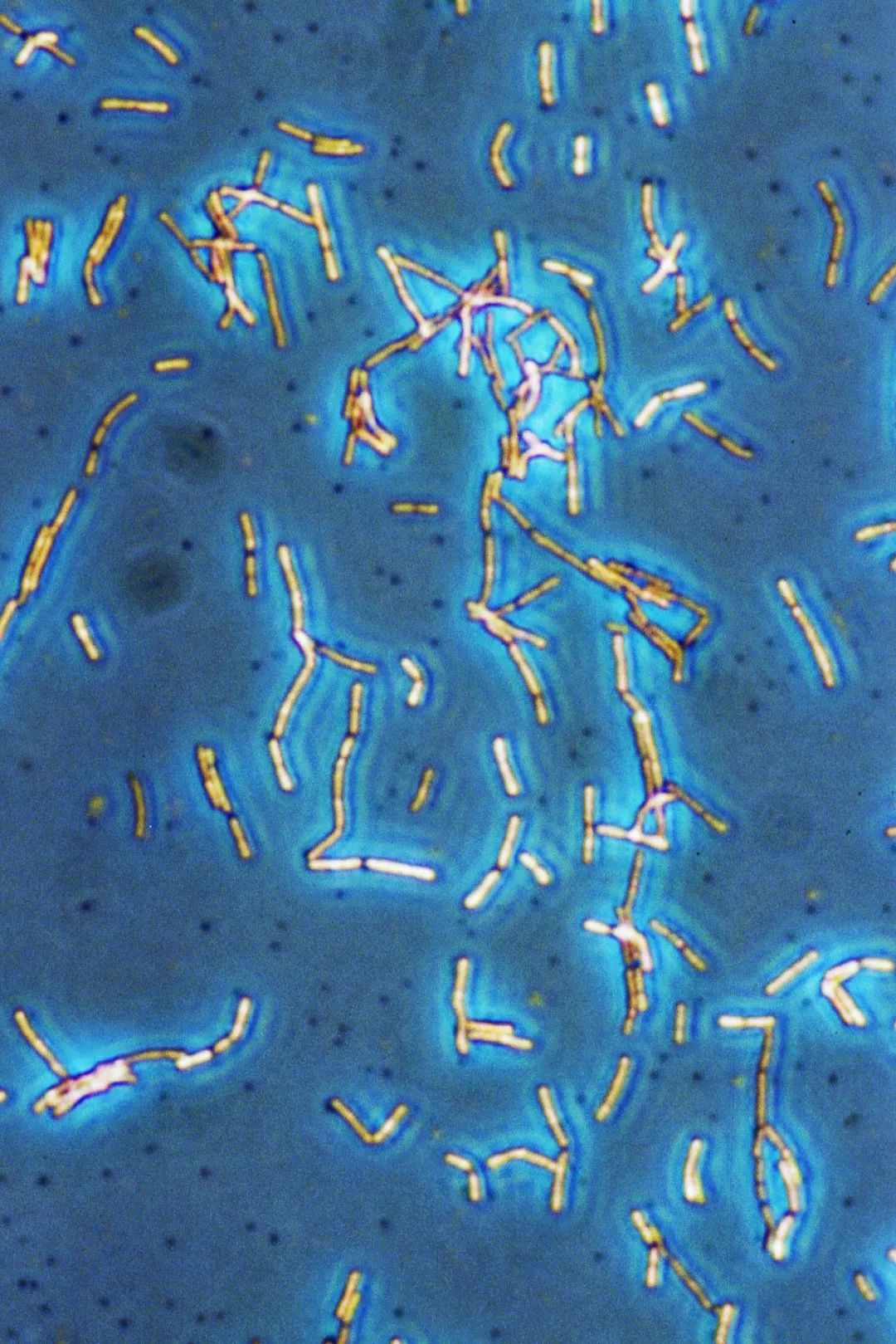 鍋囧鐥呮瘨鎰熸煋浜嗘垜,鍋囧鐥呮瘨鎰熸煋浜嗕綘